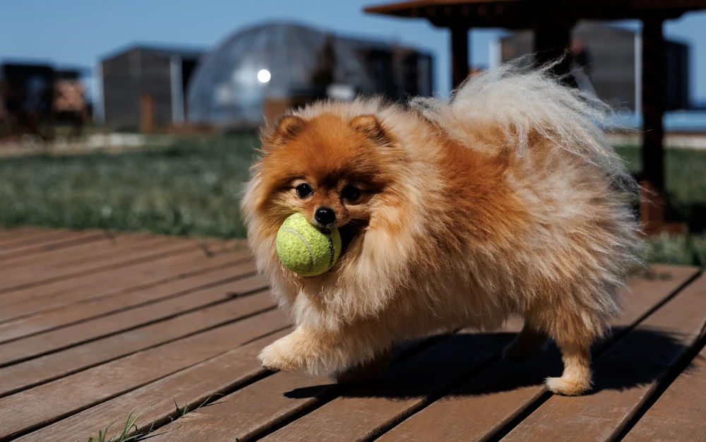 Размещение с питомцем 